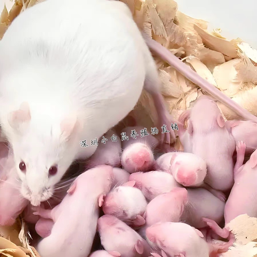 冰冻红皮乳鼠粉皮白霜跳跳喂蛇冰鲜小白鼠喂猫宠物蛇食物角蛙饲料 - 图0