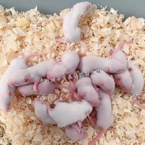 冰冻红皮乳鼠粉皮白霜跳跳喂蛇冰鲜小白鼠喂猫宠物蛇食物角蛙饲料 - 图1