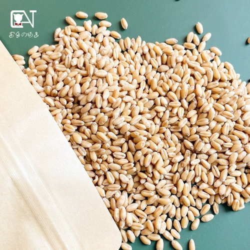 Семена кошек положите мешок с бумажной пшеницей без земли