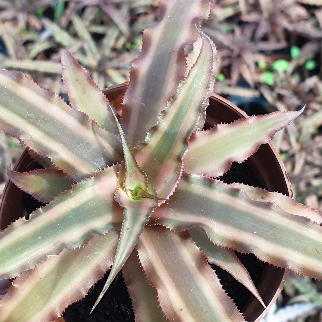 姬凤梨生态雨林缸造景植物耐干旱易养植广州小盆栽 - 图0