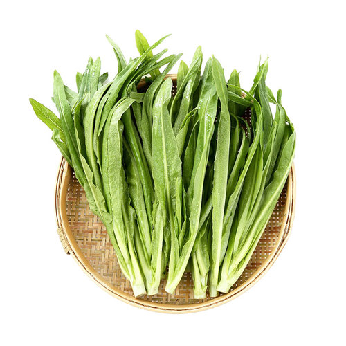 四季香油麦菜种子现在种的菜籽秋季冬季大田早熟抗病高产盆栽庭院 - 图3