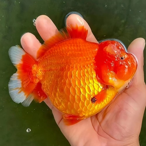 精品三色熊猫玛丽泰狮金鱼活鱼百褶观赏鱼易好养耐活冷水小金鱼苗 - 图1