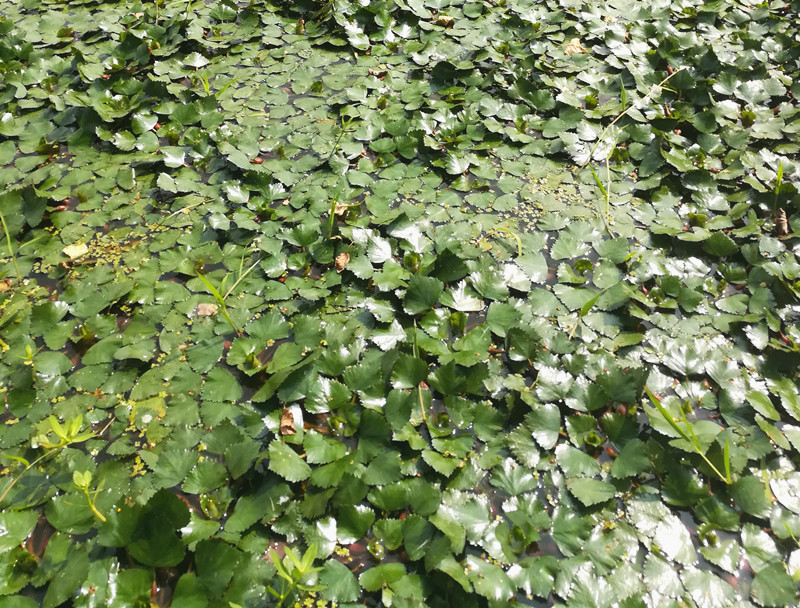 水生植物四角红菱角种子苗两角老红棱角种黑凌角种子绿植包邮-图0