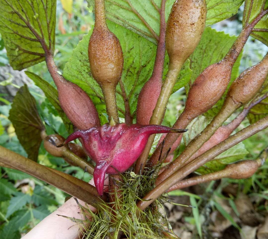 两角老红棱角种水生植物四角红菱角种子苗 黑青凌角种子绿植包邮 - 图2