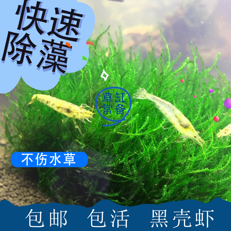 黑壳虾除藻草清洁除藻工具超大观赏米虾宠物鲜活饲料淡水族造景-图2