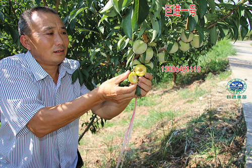 巨进一号南北方种植新品种四川眉山付成德嫁接脱骨脆李子果树苗-图1