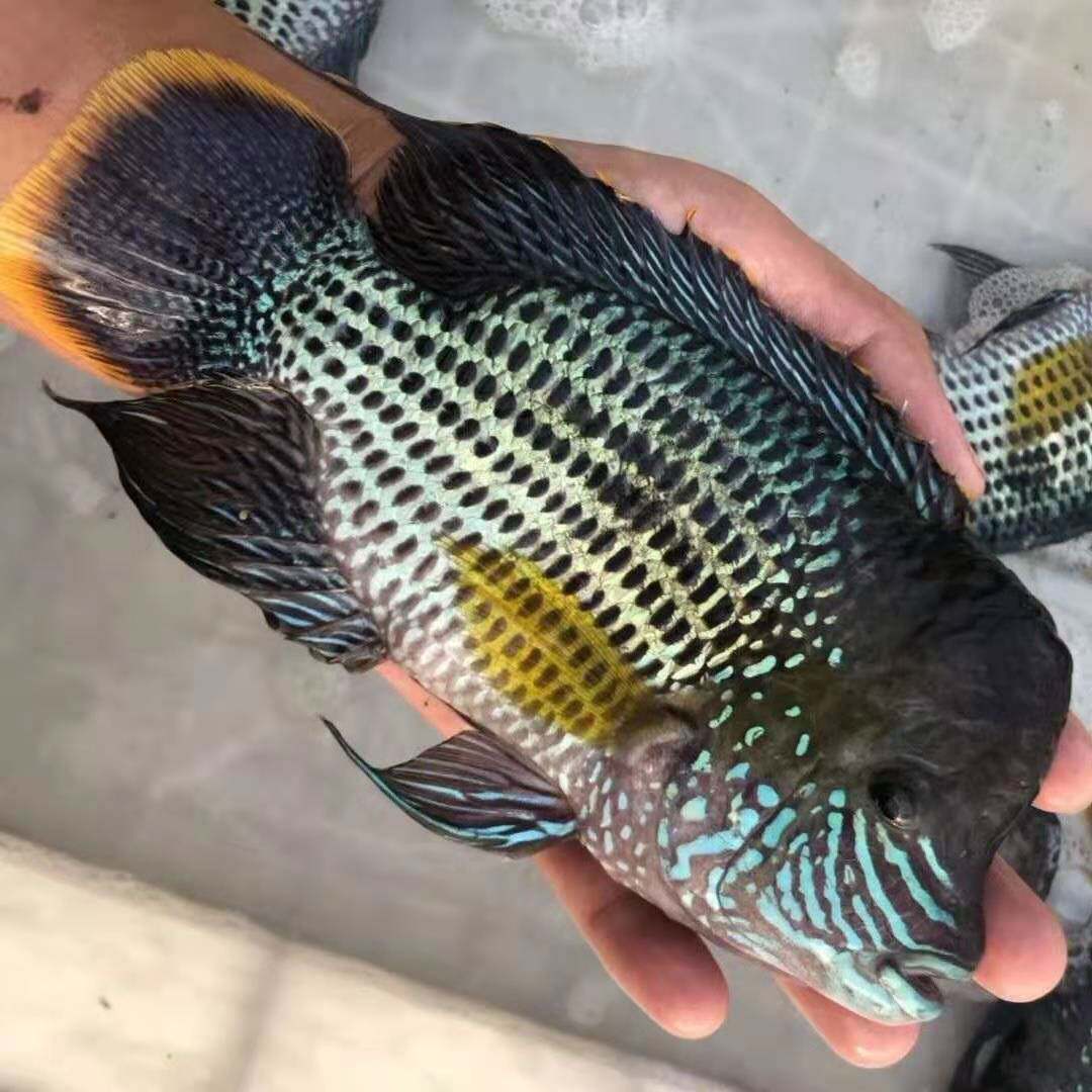 红尾玉面皇冠黑白底图蓝面财神中大型热带鱼活体观赏鱼苗包邮包活