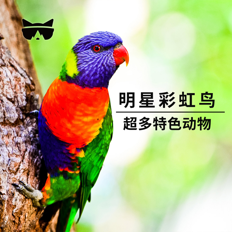 抱考拉拍照照相 澳洲旅游黄金海岸可伦宾门票 懒猫 秒出扫码入园 抱考拉拍照照相 澳洲旅游黄金海岸可伦宾门票 懒猫 秒出扫码入园