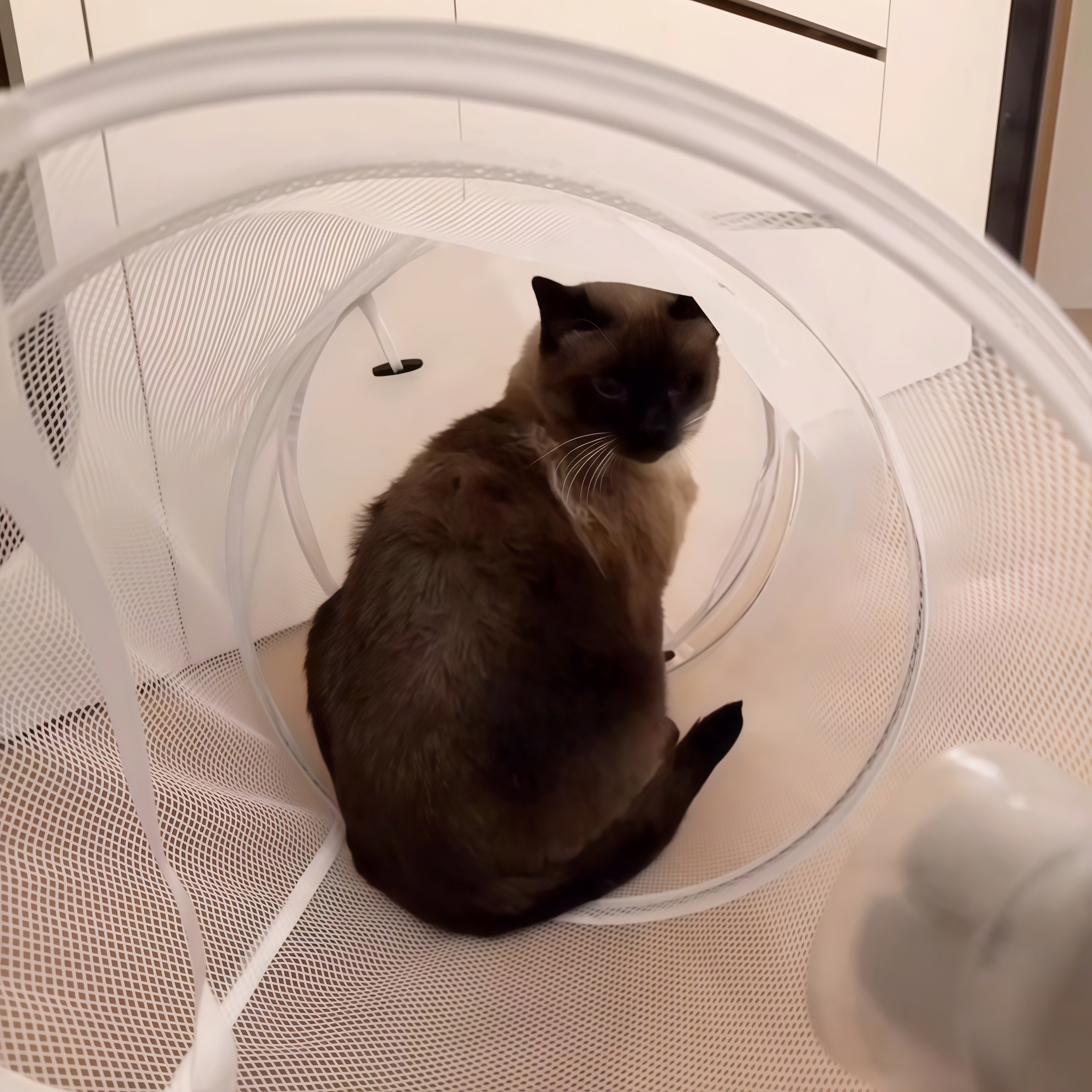 猫咪烘干袋可折叠不占空防抓伤防咬神器宠物洗澡烘干箱小型犬幼猫,淘宝优惠券,粉丝福利购,淘宝优惠卷