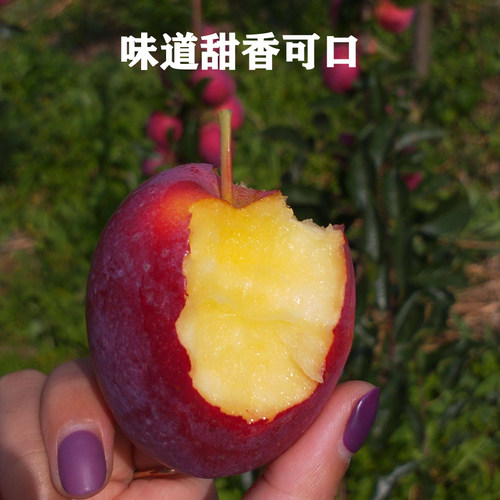 东北耐寒鸡心果苗果树苗盆栽锦绣海棠树苗矮化苹果苗庭院种植果苗 - 图1