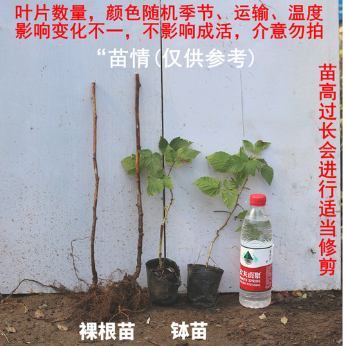 树莓苗双季覆盆子黄红树莓苗山抛子牛奶泡撒秧泡三月泡橙色奇迹 - 图0