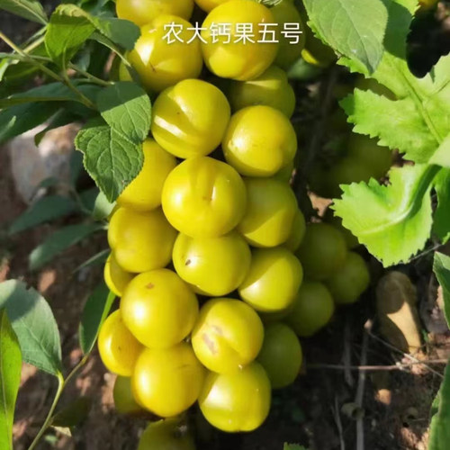 钙果苗欧李农大超欧紫冠结果鲜食补钙大田盆栽种子果树苗庭院耐寒 - 图2
