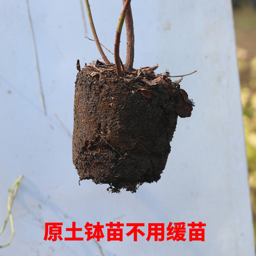 蓝莓苗树苗南方北方种植果家庭盆栽地栽结果大苗阳台当年结果 - 图1