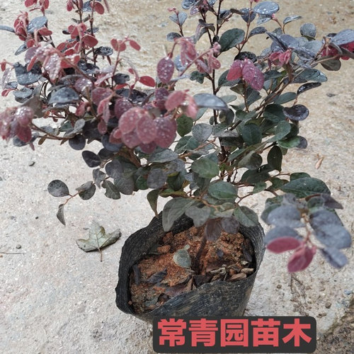 红花继木小苗红叶球桩庭院户外别墅庭院工程绿植花卉红继木树苗 - 图2