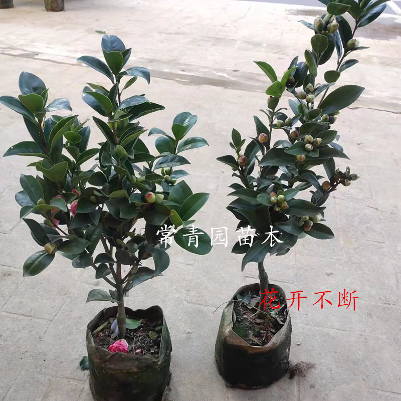 茶花盆栽带花苞浓香型室内外四季开花耐寒花卉庭院重瓣赤丹大花