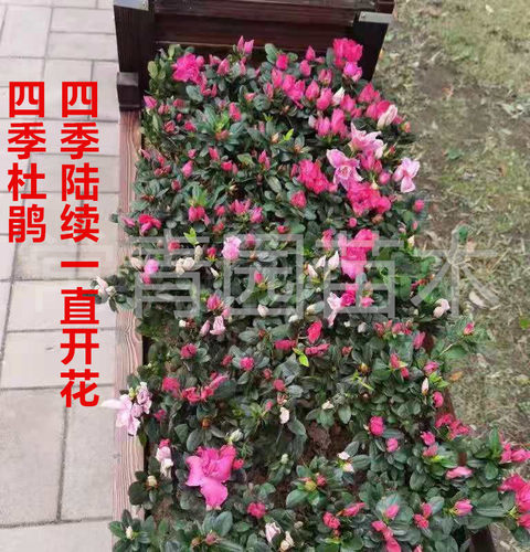 西洋杜鹃花苗重瓣盆栽带花苞室内外庭院工程绿化映山红花坛小树苗 - 图2
