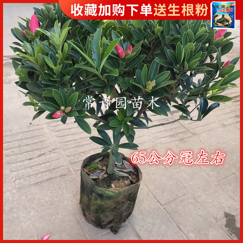 茶花盆栽带花苞浓香型室内外四季开花耐寒花卉庭院重瓣赤丹大花