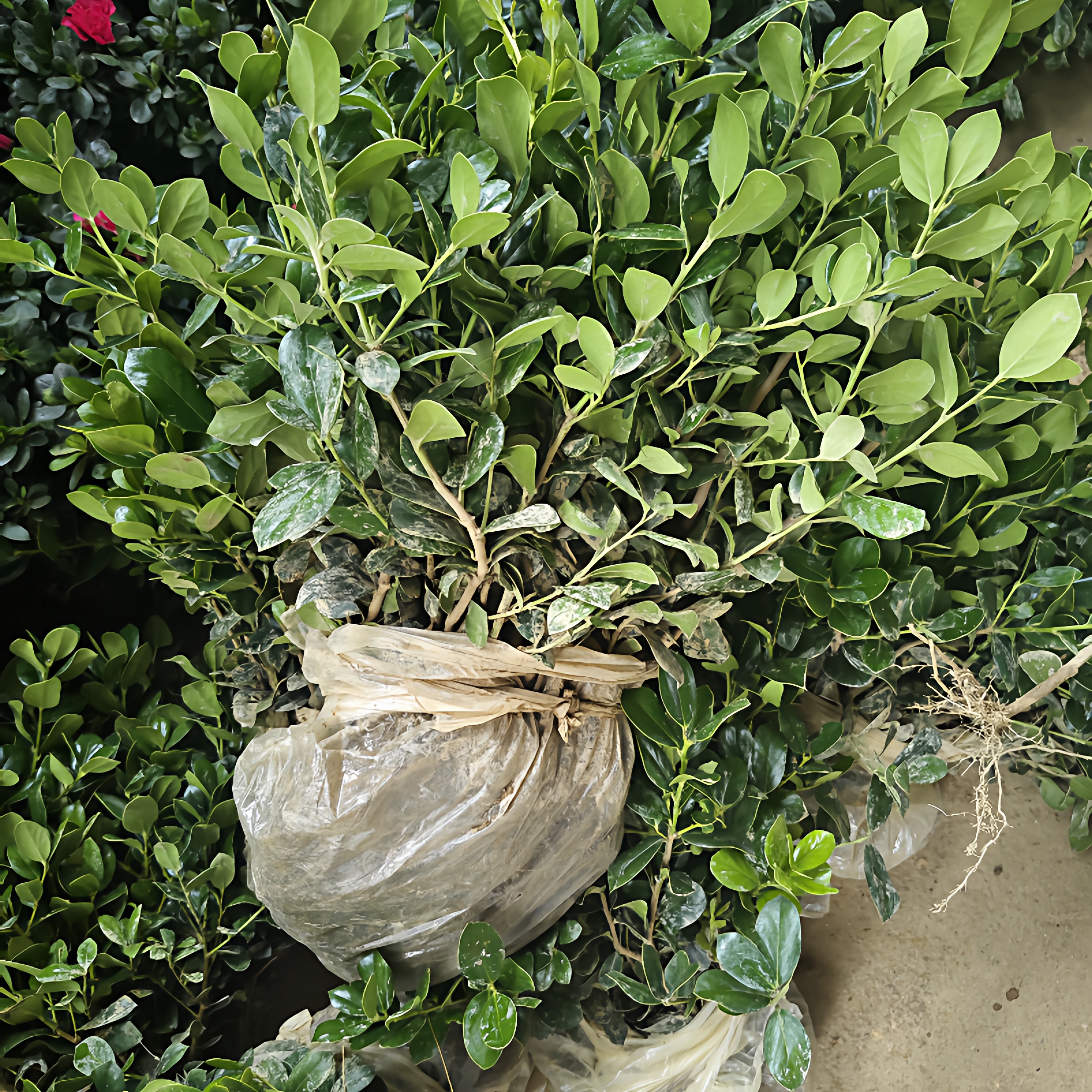 耐寒无刺枸骨树苗桩盆栽盆景四季常青室外绿植观叶观红果满堂红球