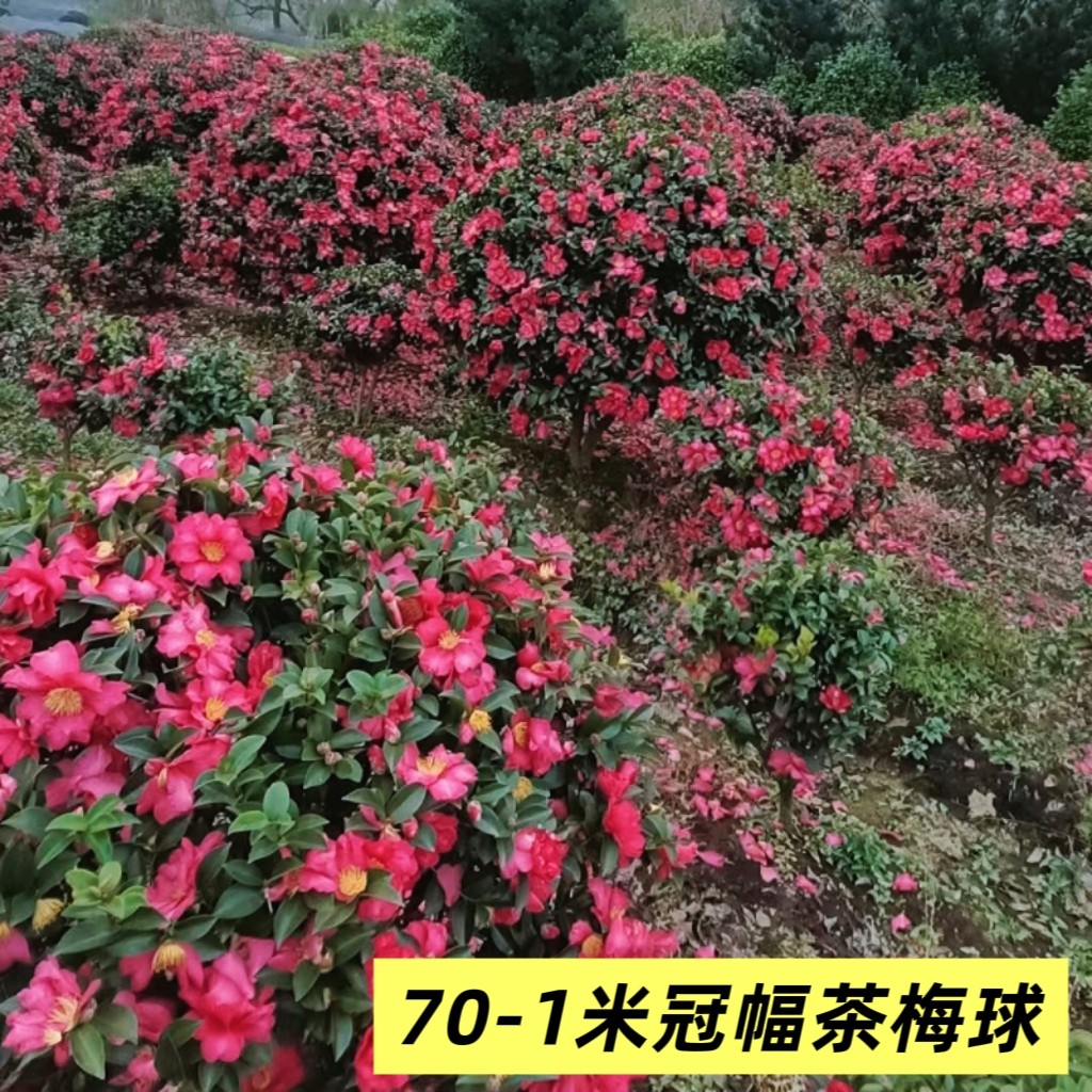 茶梅苗花期长球室外庭院绿植球小苗红色茶花耐寒篱笆绿化小树苗,淘宝优惠券,粉丝福利购,淘宝优惠卷