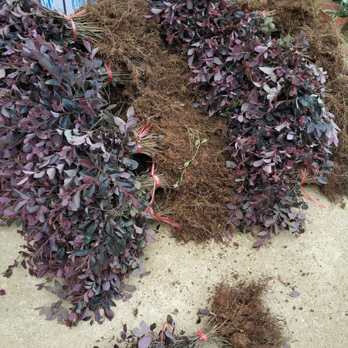 红花继木小苗红叶球桩庭院户外别墅庭院工程绿植花卉红继木树苗 - 图0