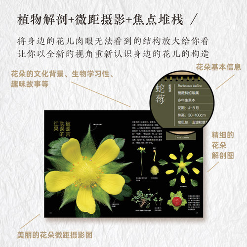 现货 如何观察身边的花 有趣的植物解剖图鉴 植物微距摄影 花朵植物生物学习性 花朵文化背景趣味故事科普书 植物科普鉴别识别图鉴 - 图2
