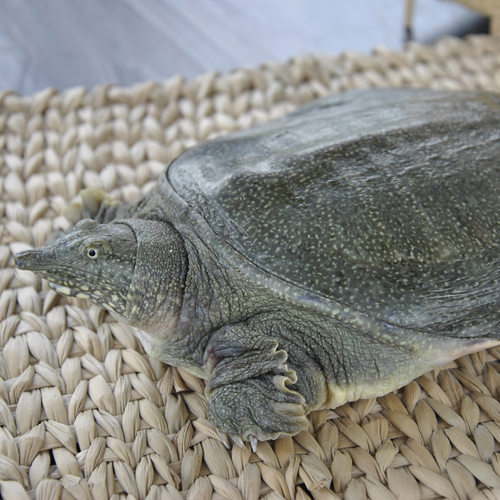龚老汉外塘优养系列 公甲鱼 鲜活中华鳖生态散养 红牌(标准公鳖) - 图2