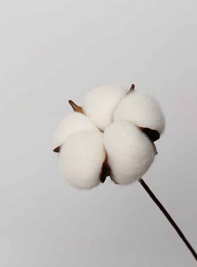 云南干花 家居软装DIY花材客厅摆件 圣诞节装饰 松塔棉花干花