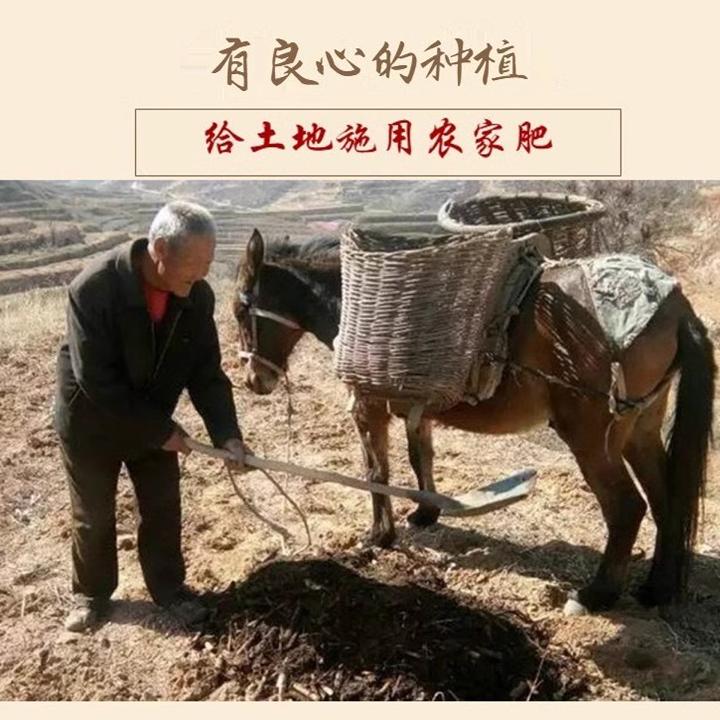 （父母记忆中的味道）60年代老品种红薯新鲜山西农家自种老式地瓜 - 图0