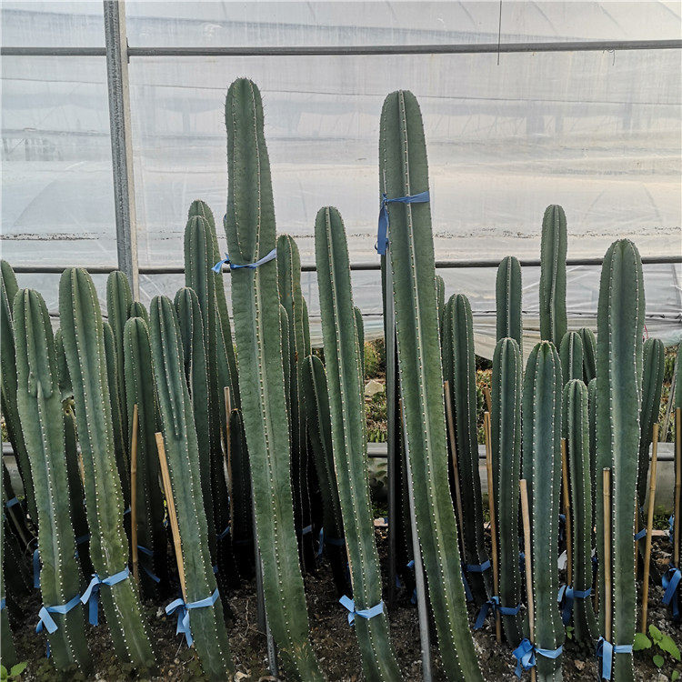 量天尺仙人柱无刺单根天轮柱 1-2米室内盆栽组合品种室内植物_虎窝淘