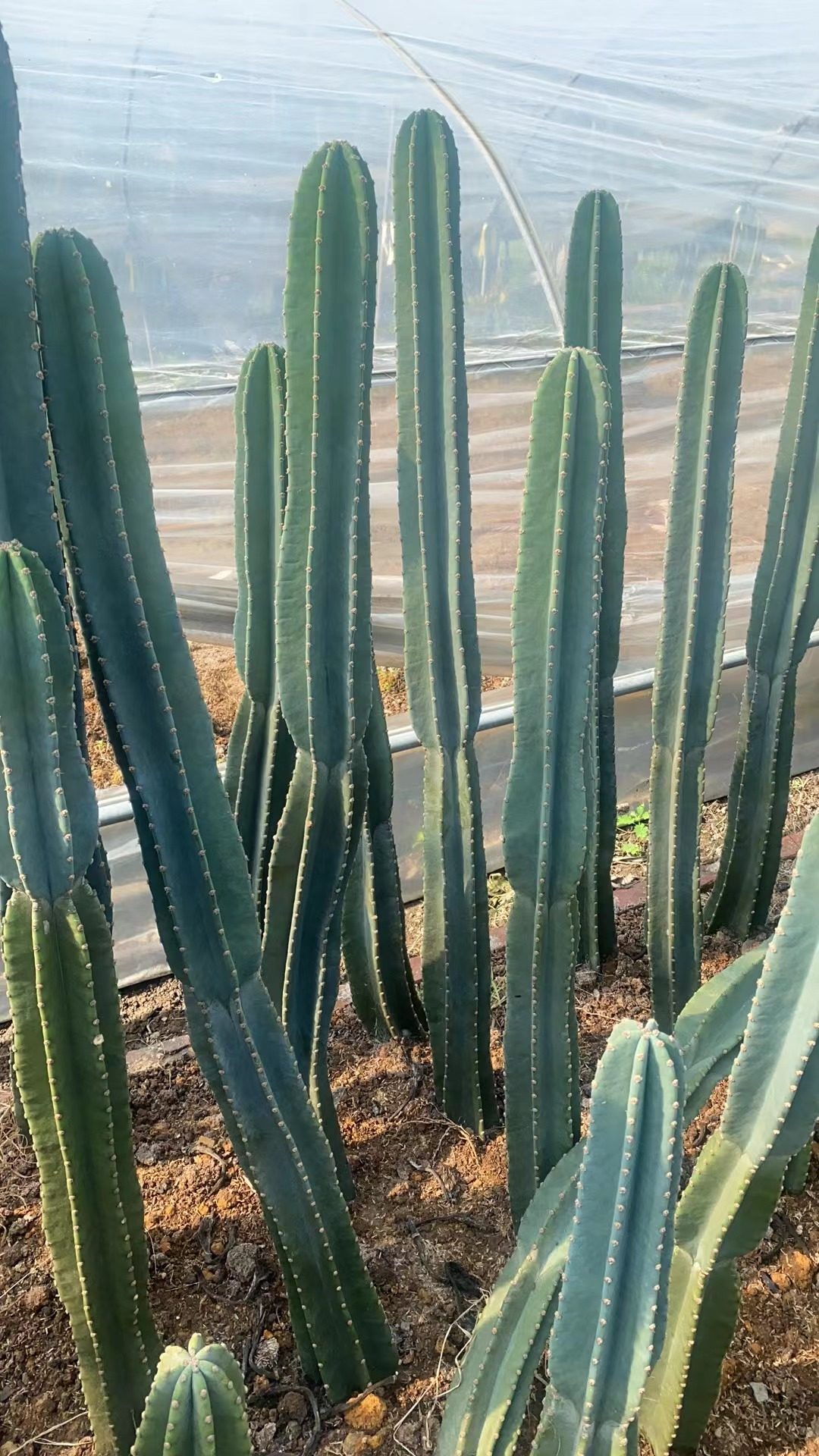 量天尺仙人柱无刺单根天轮柱 1-2米室内盆栽组合品种室内植物_虎窝淘