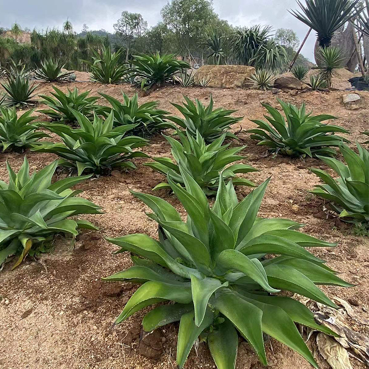 水晶宫 翡翠盘龙舌兰常绿大型草本植物 大型沙漠景观基地盆栽绿化 - 图1