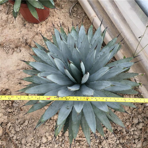 八荒殿 龙舌兰盆栽 蓝色仙人掌 阳台卧室植物 沙漠热带 大型景观 - 图1