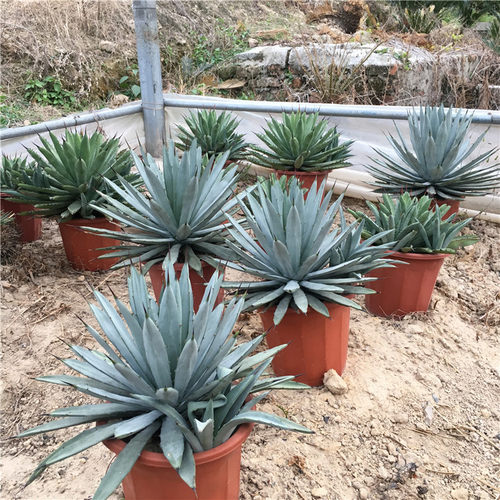 八荒殿 龙舌兰盆栽 蓝色仙人掌 阳台卧室植物 沙漠热带 大型景观 - 图2
