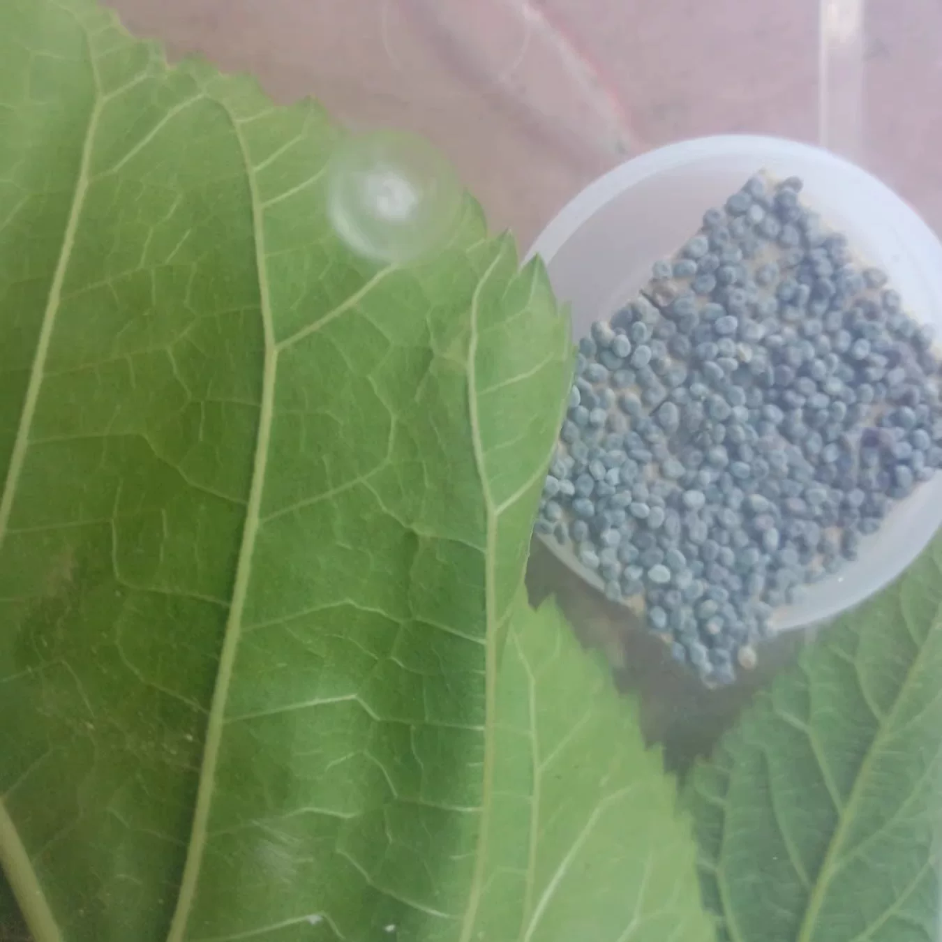 [蚕宝宝活体大量现货白幼蚕学生养蚕套装春蚕五龄3龄蚕卵送桑叶]
