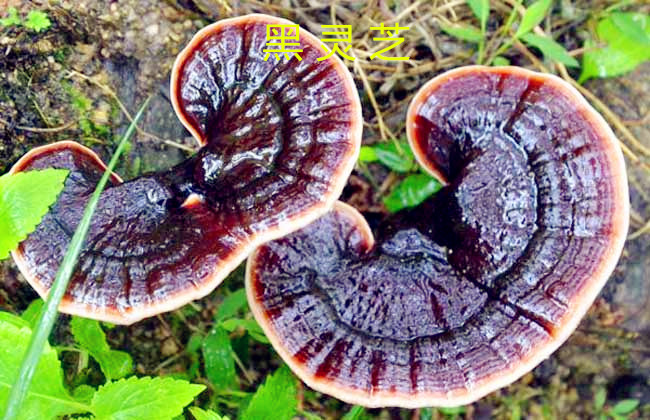 灵芝赤芝紫芝黒芝菌种种子椴木袋料栽培种 二级种原种灵芝菌包 - 图2