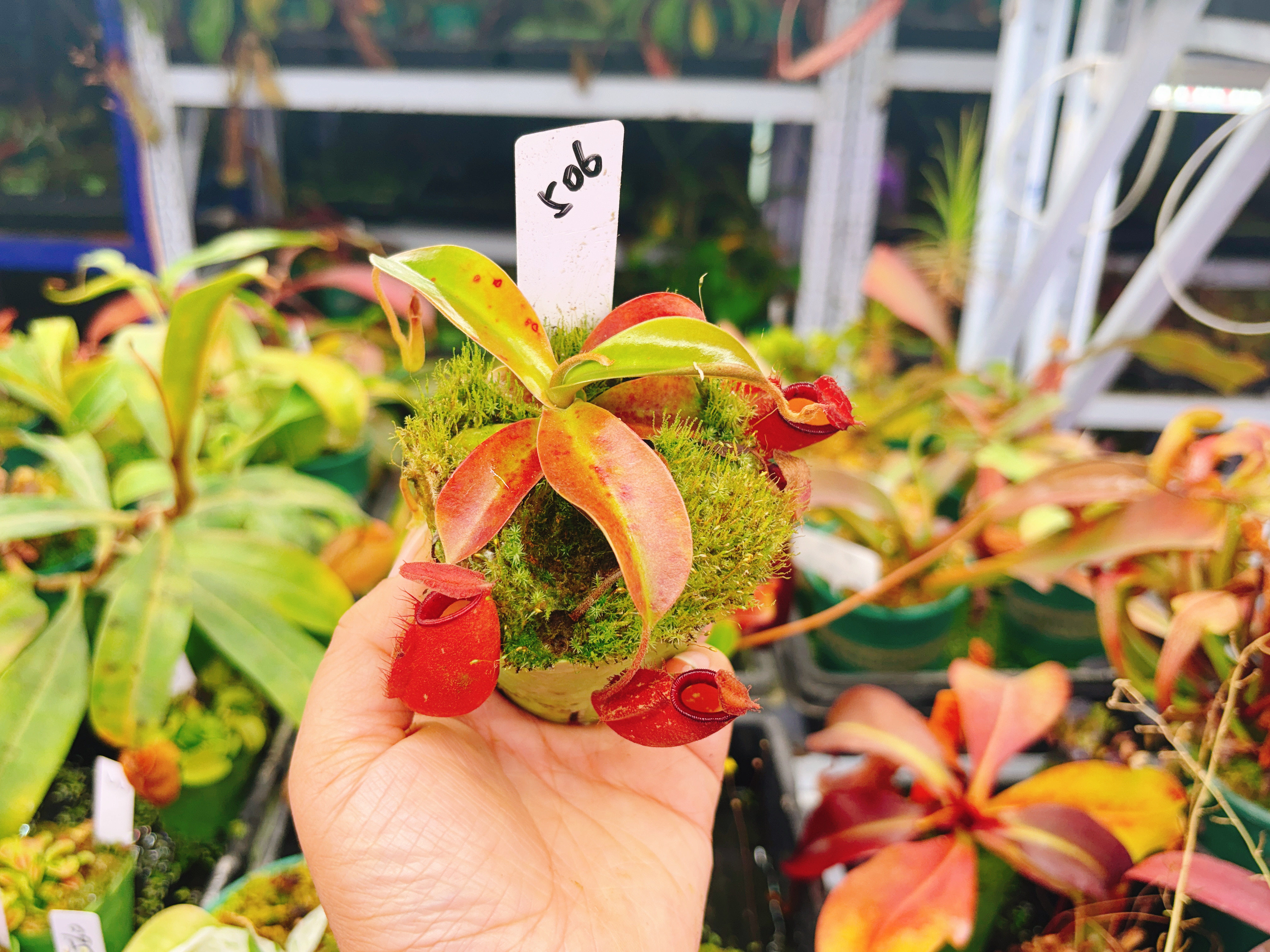 浙江实物图--红苹果交辛布亚葫芦猪笼草精选一物一拍实拍图506号,淘宝优惠券,粉丝福利购,淘宝优惠卷