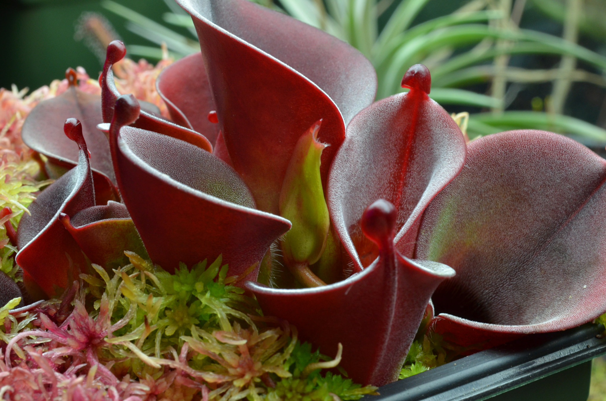 【小太阳瓶子草 H.minor】稀有食虫植物 适合造景 趣味绿植盆栽,淘宝优惠券,粉丝福利购,淘宝优惠卷