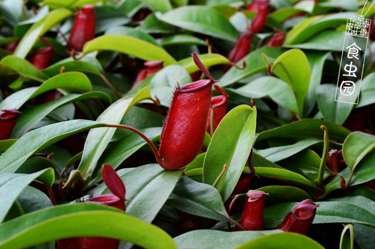 食虫植物-血腥玛丽猪笼草 灯笼花 招财进宝【进口小苗 包邮】 - 图0