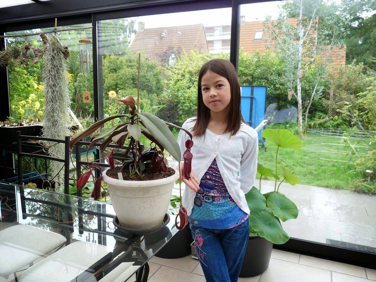 维耶亚猪笼草nepenthes Vieillardii 食虫植物趣味绿植包邮