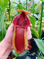 насекомоядное растение 品【蜜花交海盗猪笼草】马桶圈唇 侧芽扦插苗