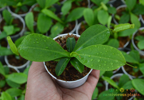 食虫植物-米兰达猪笼草【笼子可以长得很大哦！】 - 图3