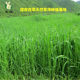 Dry Timothy Grass Dragon Gansu Beiti Rabbit Tender Grass