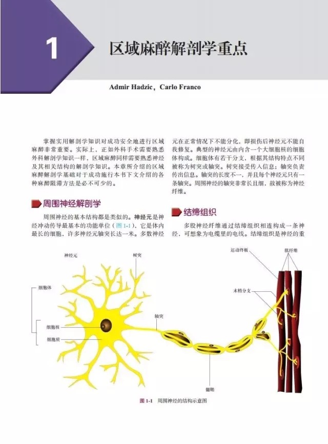 外周神经阻滞与超声介入解剖(第2版简装版)附英文原版超声引导下神经阻滞操作DVD李泉译北京大学医学出版社_虎窝淘