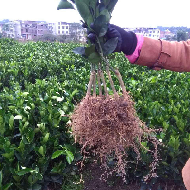 果树苗南方种植果苗纽荷尔脐橙苗血橙苗正宗江西赣南脐橙树苗无核 - 图2