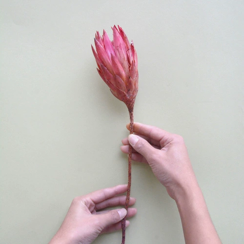 Импортный маленький лотос принцесса Berx Dry Flowers, северные высушенные цветы литературные цветочные композиции декоративная стрельба