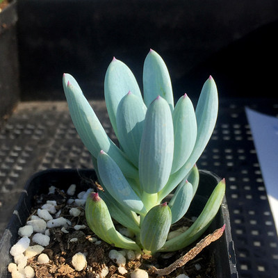 精品多肉植物热卖/蓝松兰松/办公室阳台绿植花卉吸甲醛防辐射盆栽 - 图0