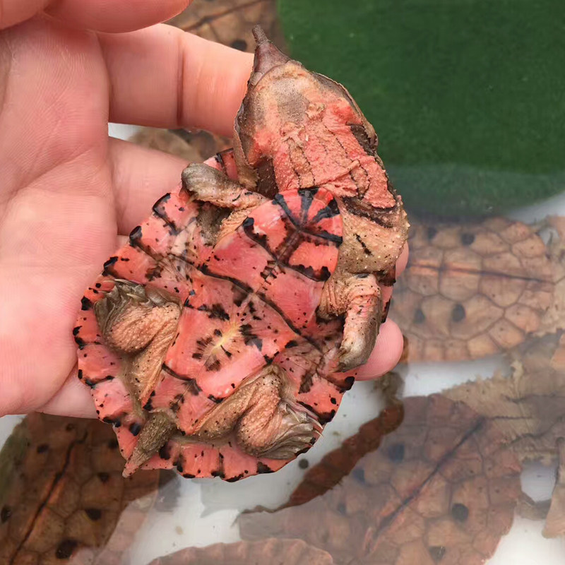 玛塔龟活体乌龟宠物龟观赏枯叶龟红玛塔活体黑玛塔鱼缸深水龟包邮,淘宝优惠券,粉丝福利购,淘宝优惠卷