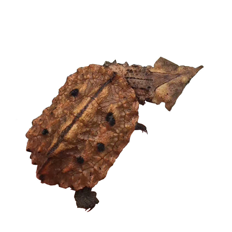 玛塔龟活体乌龟宠物龟观赏枯叶龟红玛塔活体黑玛塔鱼缸深水龟包邮,淘宝优惠券,粉丝福利购,淘宝优惠卷