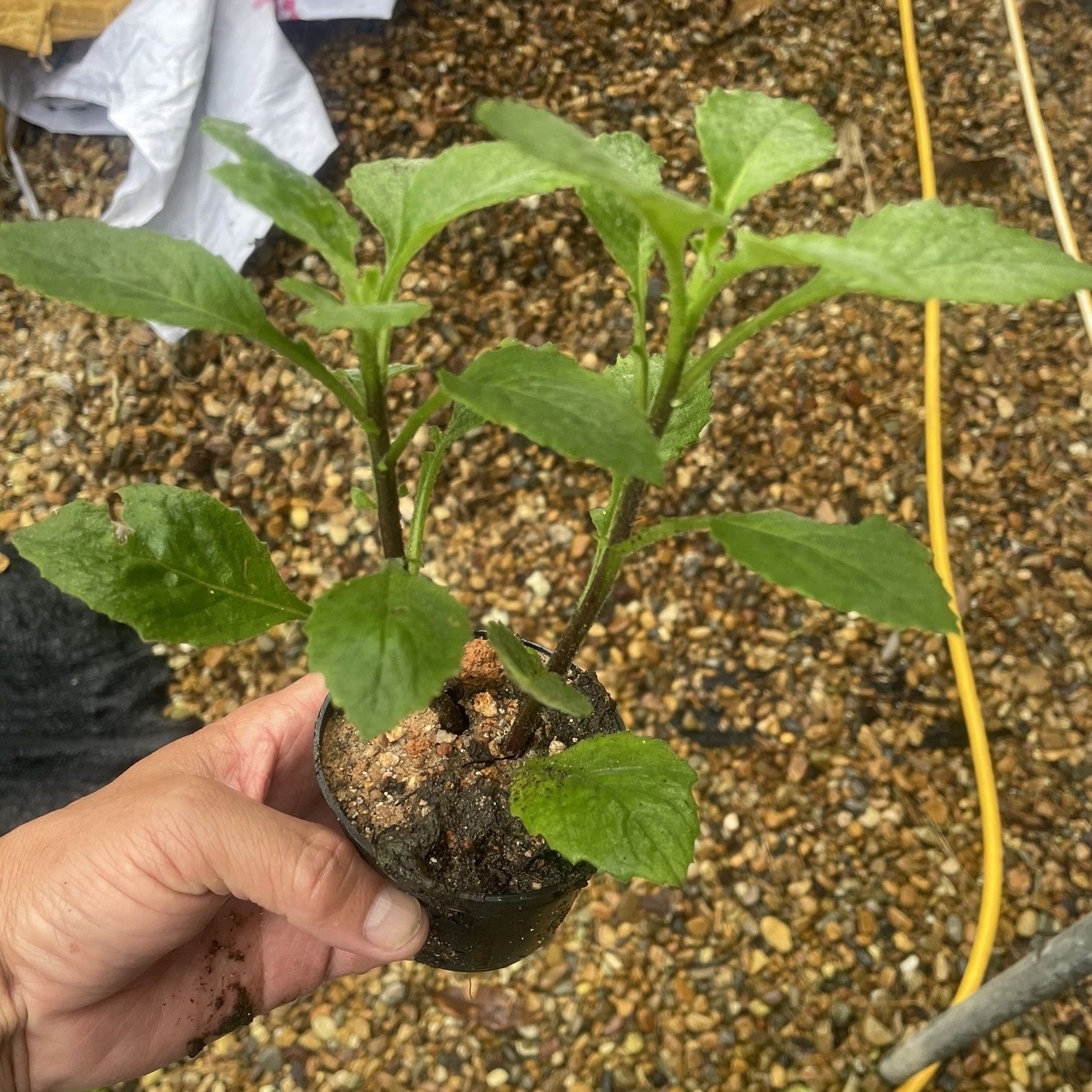 网红新款漳州片仔癀草苗植物盆栽多年生榨汁饮清新可食用花草大苗 - 图3