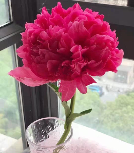 落日珊瑚芍药鲜花进口重瓣鲜切花沙拉节日送朋友婚礼现货上海鲜花 - 图2